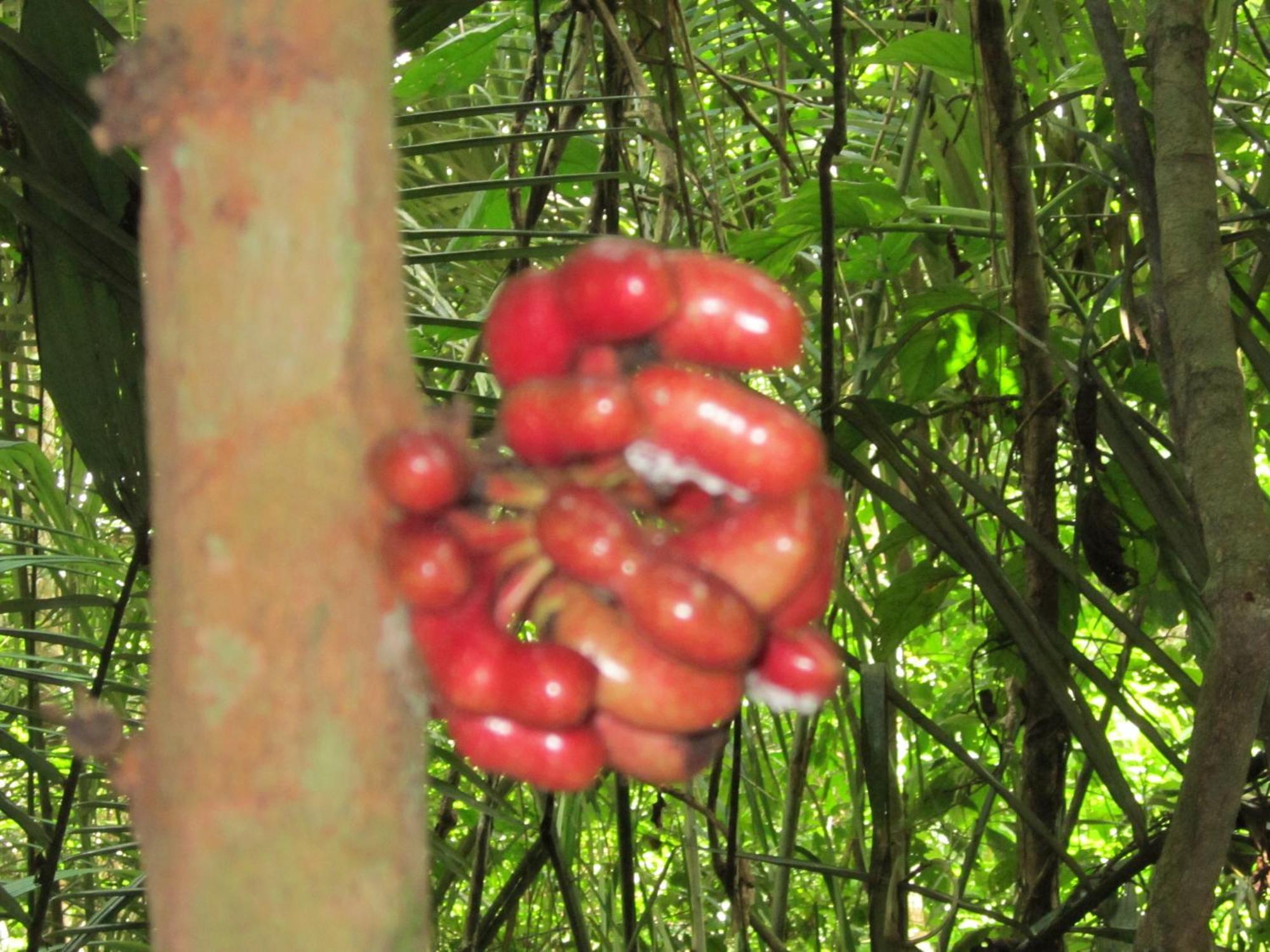 Tambopata River Puerto Maldonado Ngoại thất bức ảnh
