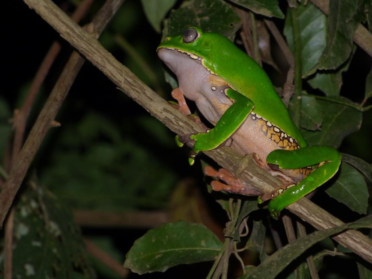 Tambopata River Puerto Maldonado Ngoại thất bức ảnh